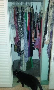 closet cat 1